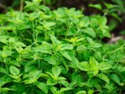 Pasi simpli pentru cultivarea oreganului cultivarea oreganului