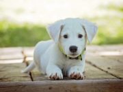 Piometrul canin: cauze piometrul canin