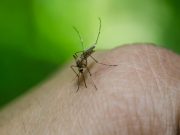 Virusul West Nile: o boală cu potențial mortal Virusul West Nile