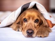 English Setter: eleganță și versatilitate într-un câine de vânătoare caine vanatoare