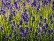 Ce știm despre lavandă, planta cu arome relaxante și multiple beneficii? Lavanda