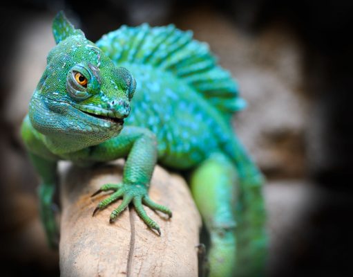 Cum îngrijim un cameleon: ghid complet pentru o îngrijire corectă îngrijire corectă cameleon