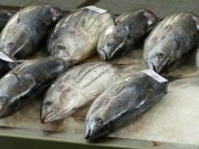 Milacopul – peștele modest al Mării Negre cu gust deosebit Milacopul