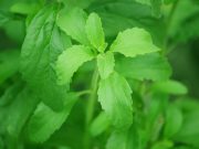 De ce să consumăm ștevie: o plantă verde cu multiple beneficii pentru sănătate Ștevia