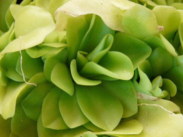 iarba-grasă Pinguicula