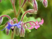 Isop (Hyssopus officinalis): la ce este util și de ce e o plantă „mică”, dar serioasă Isopul