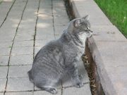 Pisica Manx – felina fără coadă cu personalitate puternică Pisica Manx