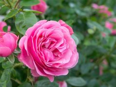 Trandafirii de tip Shrub și de ce merită aleși Trandafirii de tip Shrub