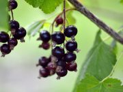 Ce arbuști fructiferi poți planta în grădina ta: opțiuni sigure și ușor de întreținut arbuști fructiferi