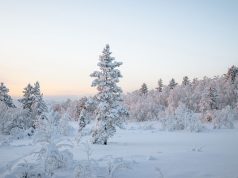 Uleiul esențial de nard – cum îl poți integra în rutina ta de îngrijire ulei esențial nard