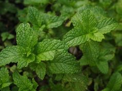 Extract de mentă: rolul mentei în organism Extractul de mentă