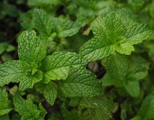 Extract de mentă: rolul mentei în organism Extractul de mentă