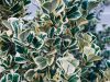 Euonymus: arbust ornamental versatil pentru grădini și spații verzi arbuști ornamentali